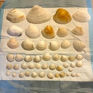 Lot Of Clams Shells Good For Craft Aquarium Decor 3/4”- 6”